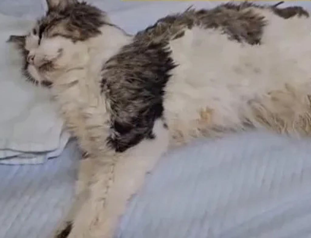 The feisty feline was in a terrible state when it was found in the filthy flat. Photo: QQ.com