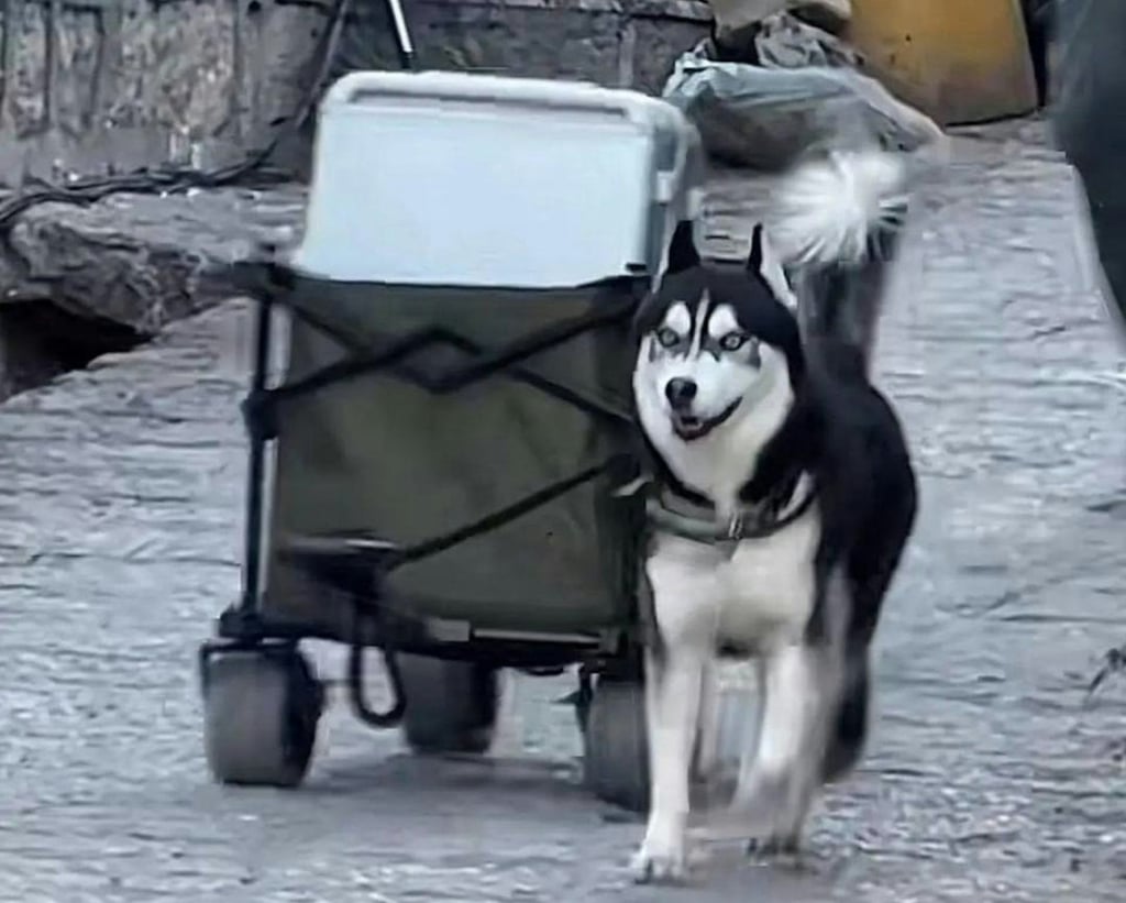 Hakimi the Husky has become a tourist attraction for his “work” transporting luggage to the homestay hotel. Photo: Weibo/chinapress