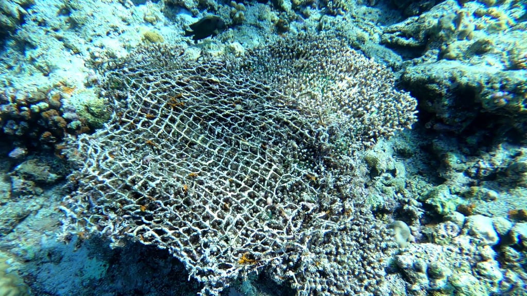 Fishing nets on the seabed in the waters of the Second Thomas Shoal, referred to by Beijing as Ren’ai Jiao. Photo: Xinhua