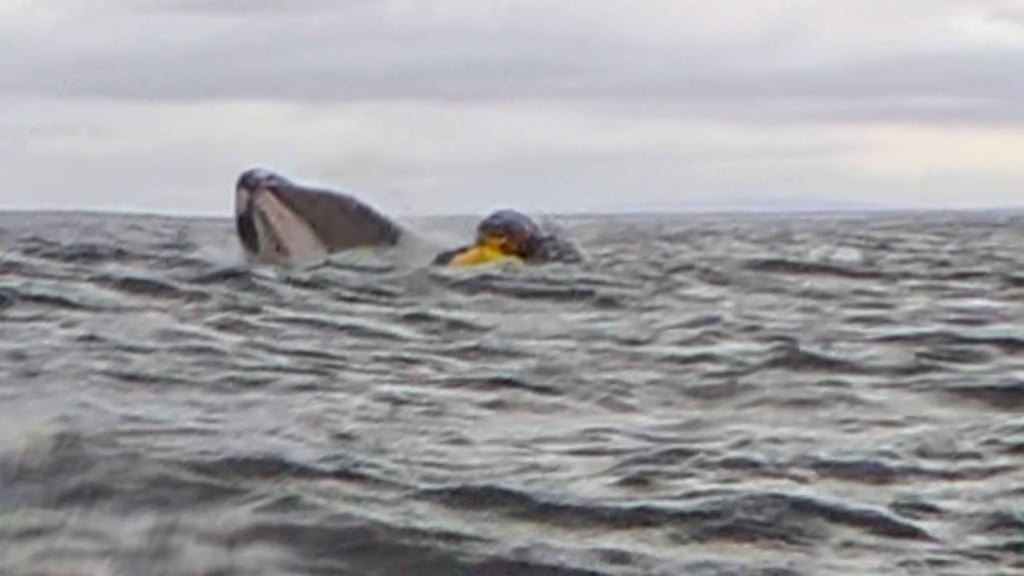 A humpback whale briefly swallowing kayaker Adrian Simancas. Photo: Dell Simancas via AP