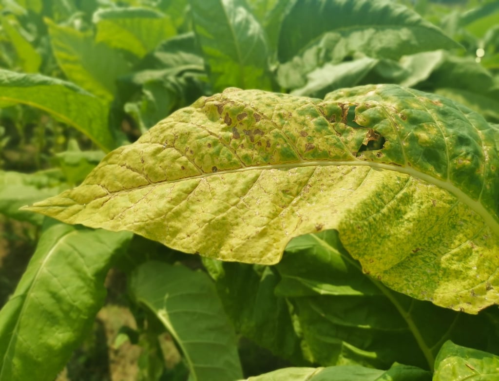 Tobacco leaves infected with mosaic virus. Photo: Shutterstock