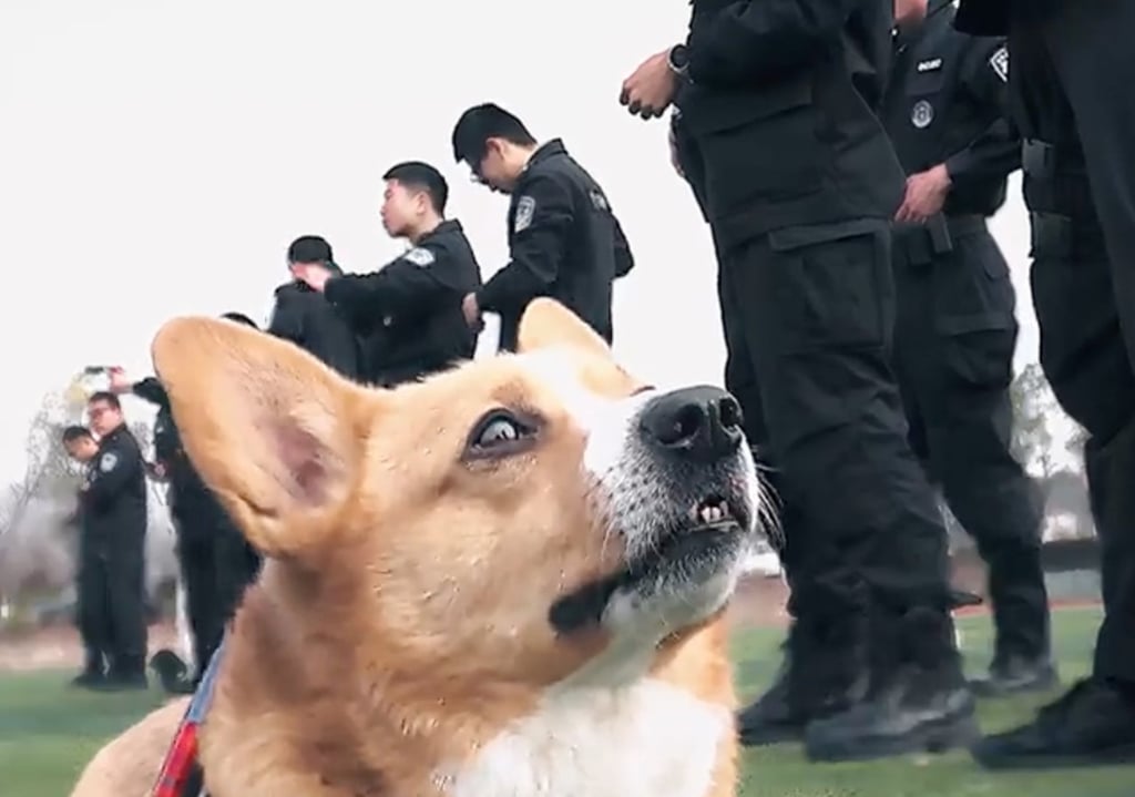 Six-year-old Rabbit Baby, above, has his sights set on becoming China’s second corgi cop. Photo: Sohu