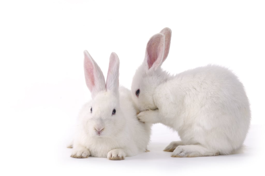 This bunny delicacy is normally eaten as a street snack, washed down with beer. Photo: Shutterstock