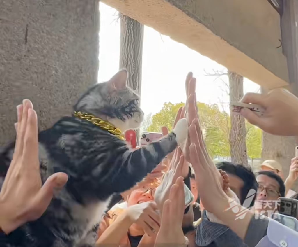 Jellybean raises its paw to “high five” visitors flocking to the temple for good luck. Photo: Douyin