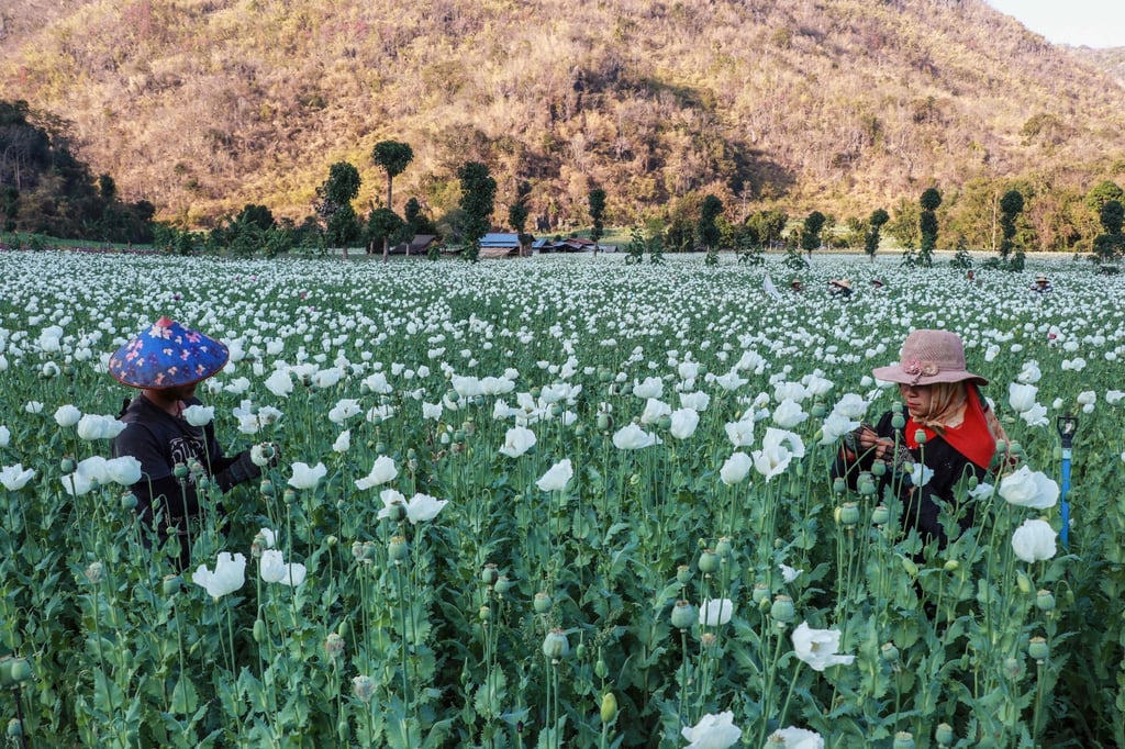 Farmers work in an illegal poppy field in Myanmar producing opium, the core ingredient in heroin. Photo: AFP