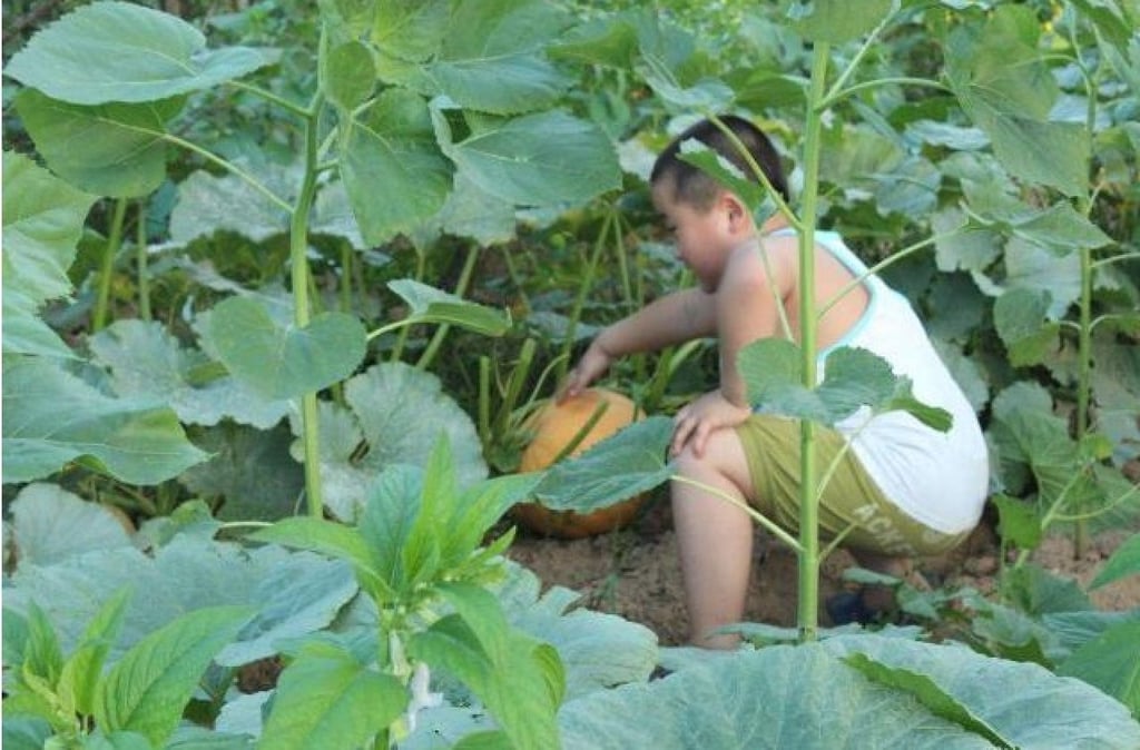 A boy, quite legally, steals a melon from a field as part of a yearly fertility ritual. Photo: Sohu