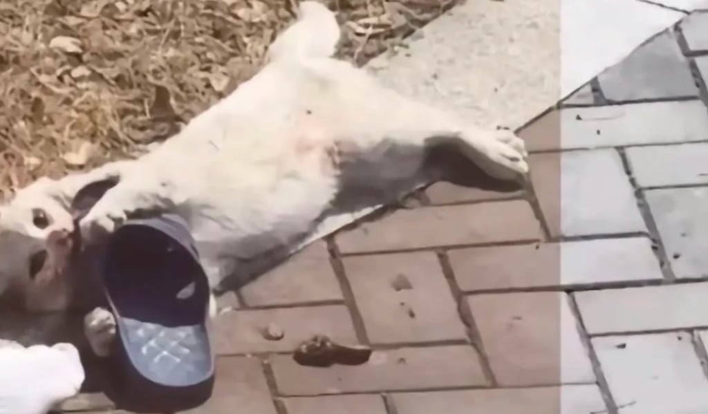 The tragic cat is seen playing with a shoe just minutes before its brutal demise. Photo: Douyin