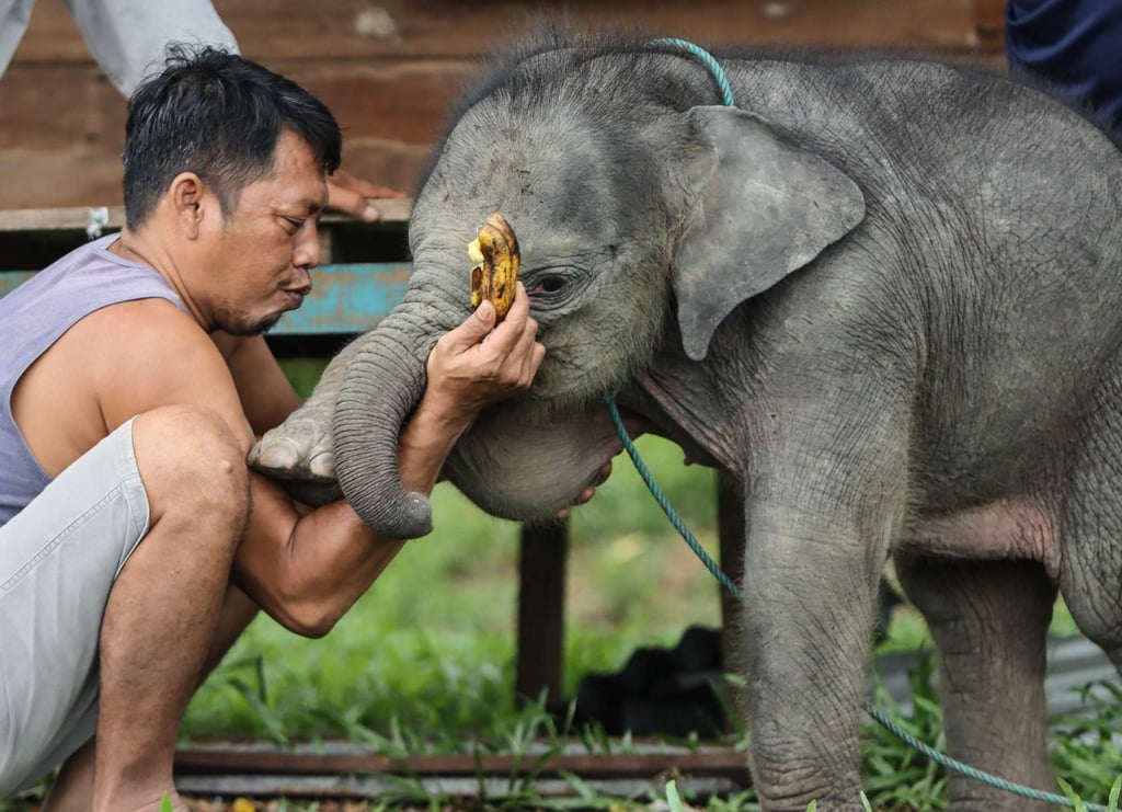 A rescued wild Sumatran elephant calf is cared for by a member of staff at the Minas Elephant Training Centre in Riau province on Tuesday. Photo: AFP