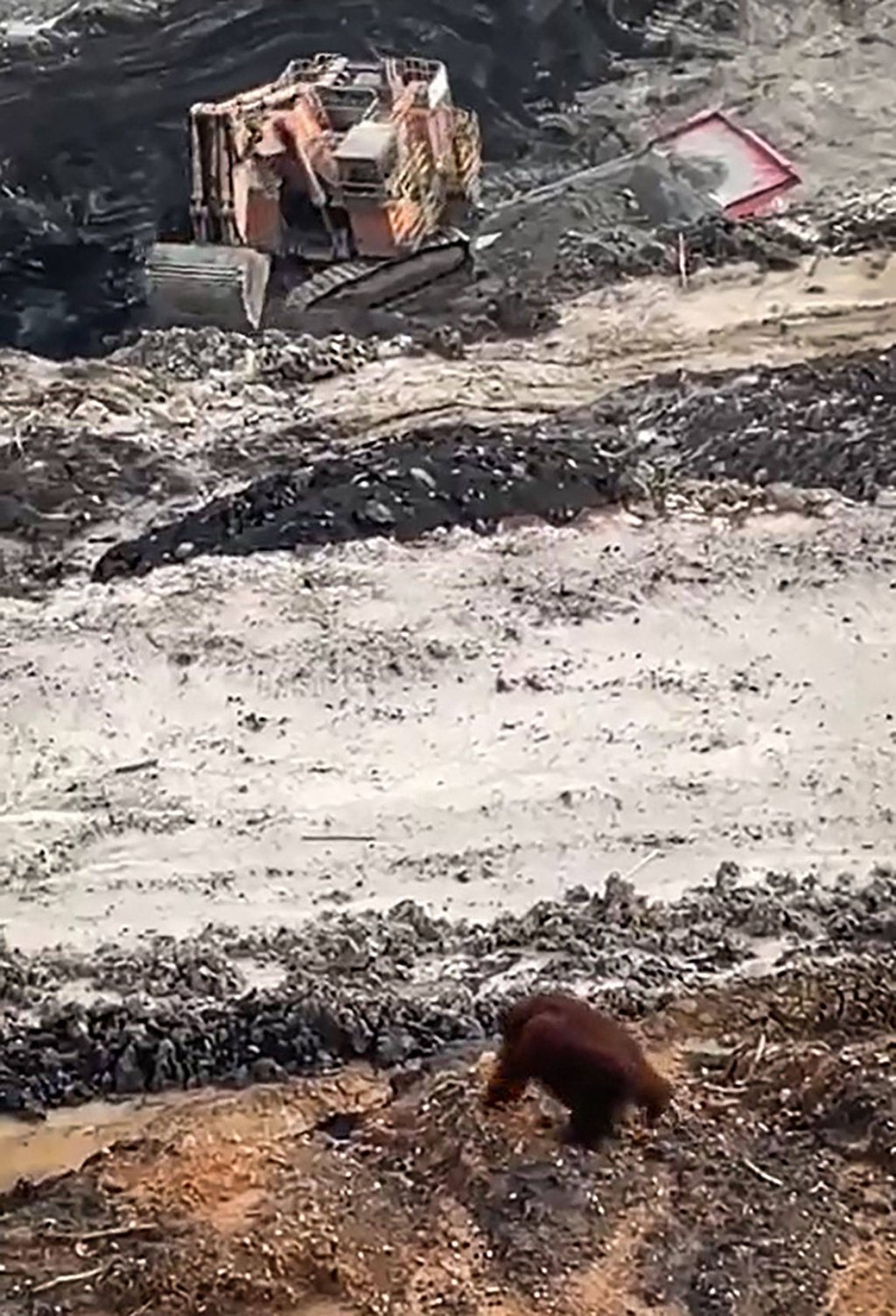 A screen grab from video shows a critically endangered orangutan walking in a coal mine in East Kutai, East Kalimantan, on January 27. Photo: AFP