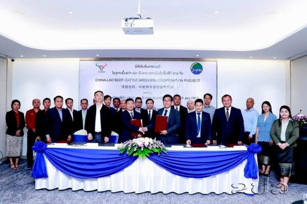A significant step in agricultural collaboration between Laos and China was taken this week as they signed an agreement on the research and development of improved beef cattle breeds. Photo: Lao News Agency
