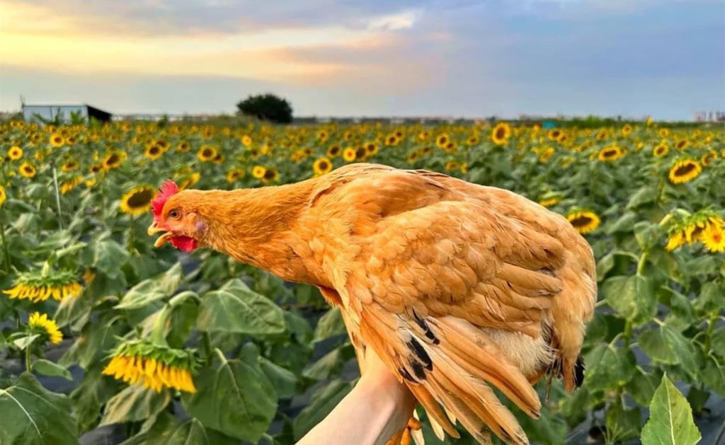 The chickens used are raised on a farm which specialises in the distinctive flower. Photo: ctdsb.net