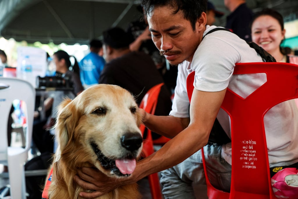 A migrant worker from Myanmar pets Tualek, a dog of the K9 USAR Thailand, as search and rescue operations continue, following a strong earthquake. Photo: Reuters