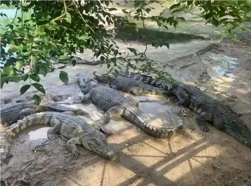 While the crocodile auction has attracted widespread interest online, the court is yet to receive a bid. Photo: Baidu