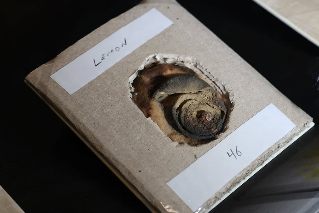 A 110-year-old lemon that was used by German spy Karl Muller to write secret messages with its juice is displayed at the exhibition. Photo: Reuters