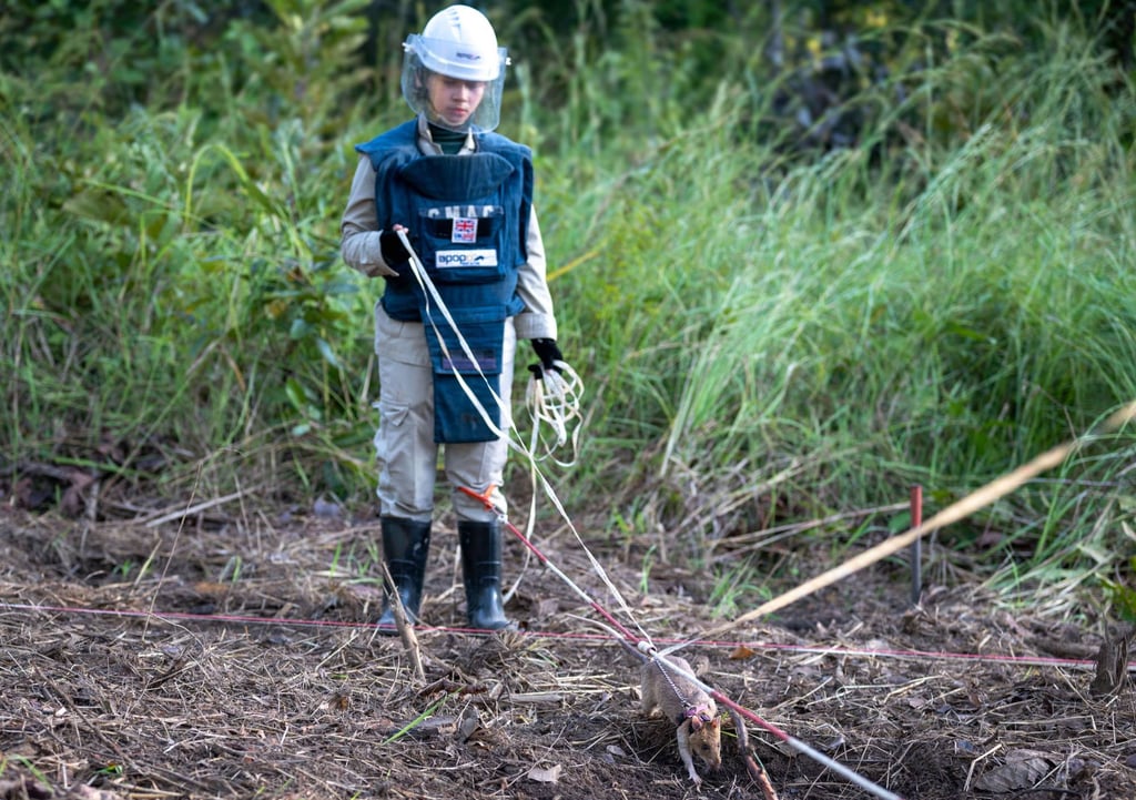A handler walks with Ronin as the rat sniffs for landmines. Photo: AFP/Apopo