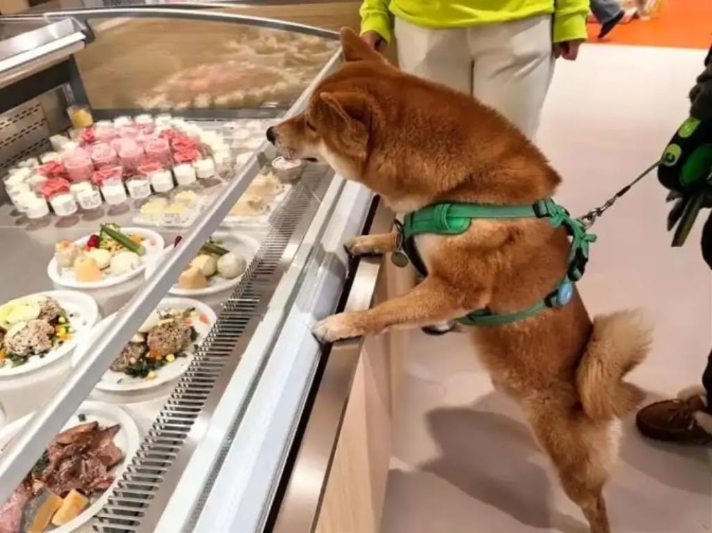 Experts in animal care have cautioned that dogs who are used to dry food may face digestive issues when switching to a diet of boiled meals. Photo: Weixin