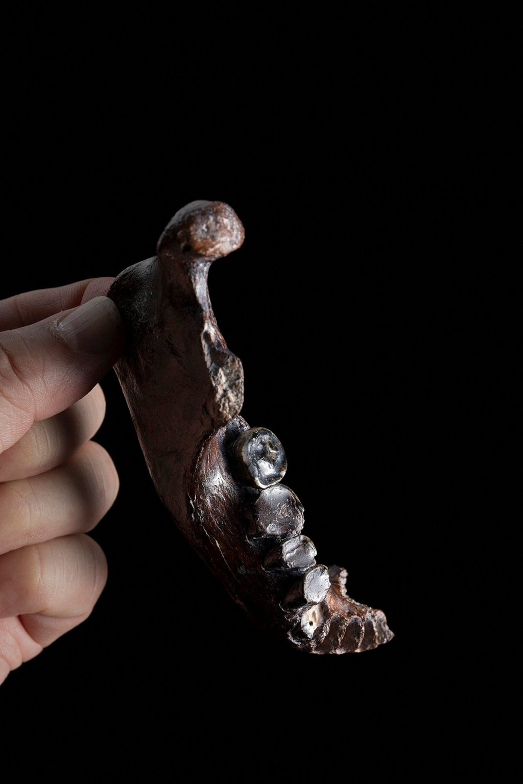 The fossilised mandible of a male Denisovan, an extinct archaic human, discovered at the Penghu Channel off the coast of Taiwan. Photo: Chun-Hsiang Chang and Jay Chang/Handout