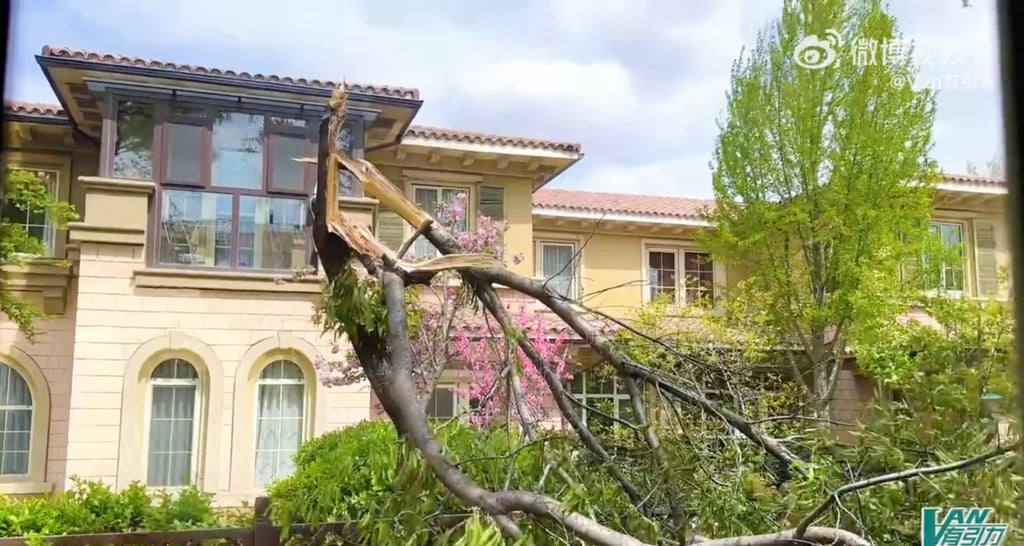 There were multiple reports of trees being blown down in the capital. Photo: Weibo/ Van有引力