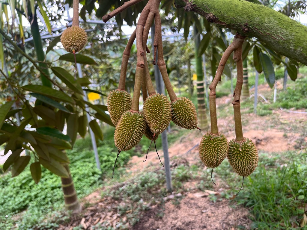Clusters of young home-grown durians – about the size of cherries – are seen at an orchard in China’s Hainan province last month. Photo: Ji Siqi