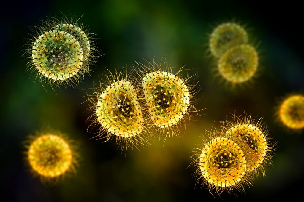 The meningococcus bacterium causes the infection. Photo: Getty Images/Science Photo Library RF