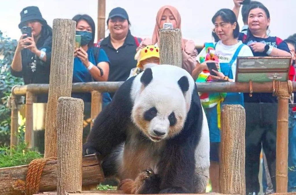 Visitors take photos of Fu Wa at its send-off party in Kuala Lumpur’s National Zoo. Photo: The Star