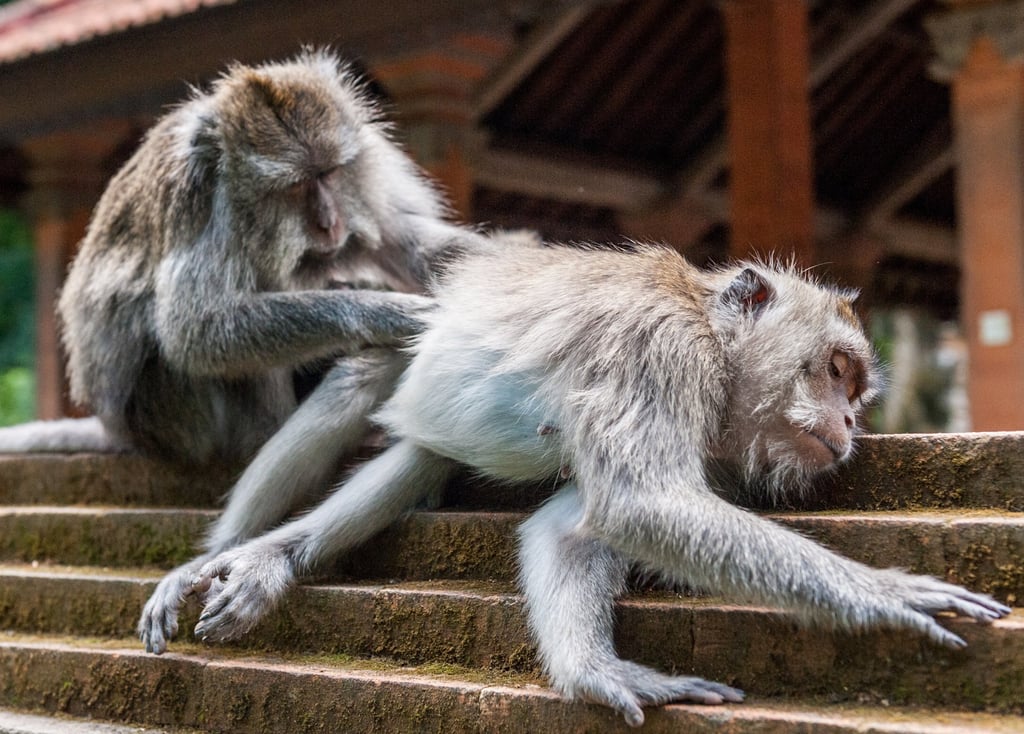 Balinese long-tailed monkey macaque at Ubud Monkey Forest Photo: Corbis/Getty Images