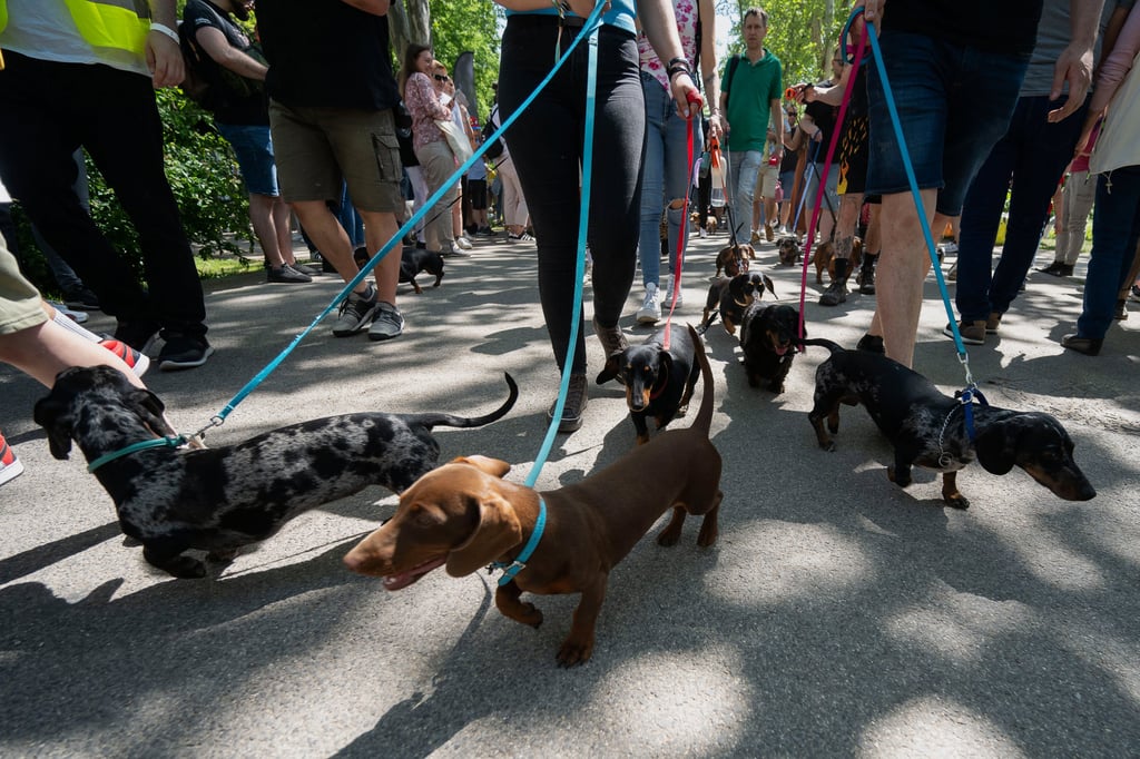 Dachshunds and their owners take part in an attempt to set Hungary’s record for the largest dog walk of a single breed, at Budapest City Park on Thursday. Photo: AP