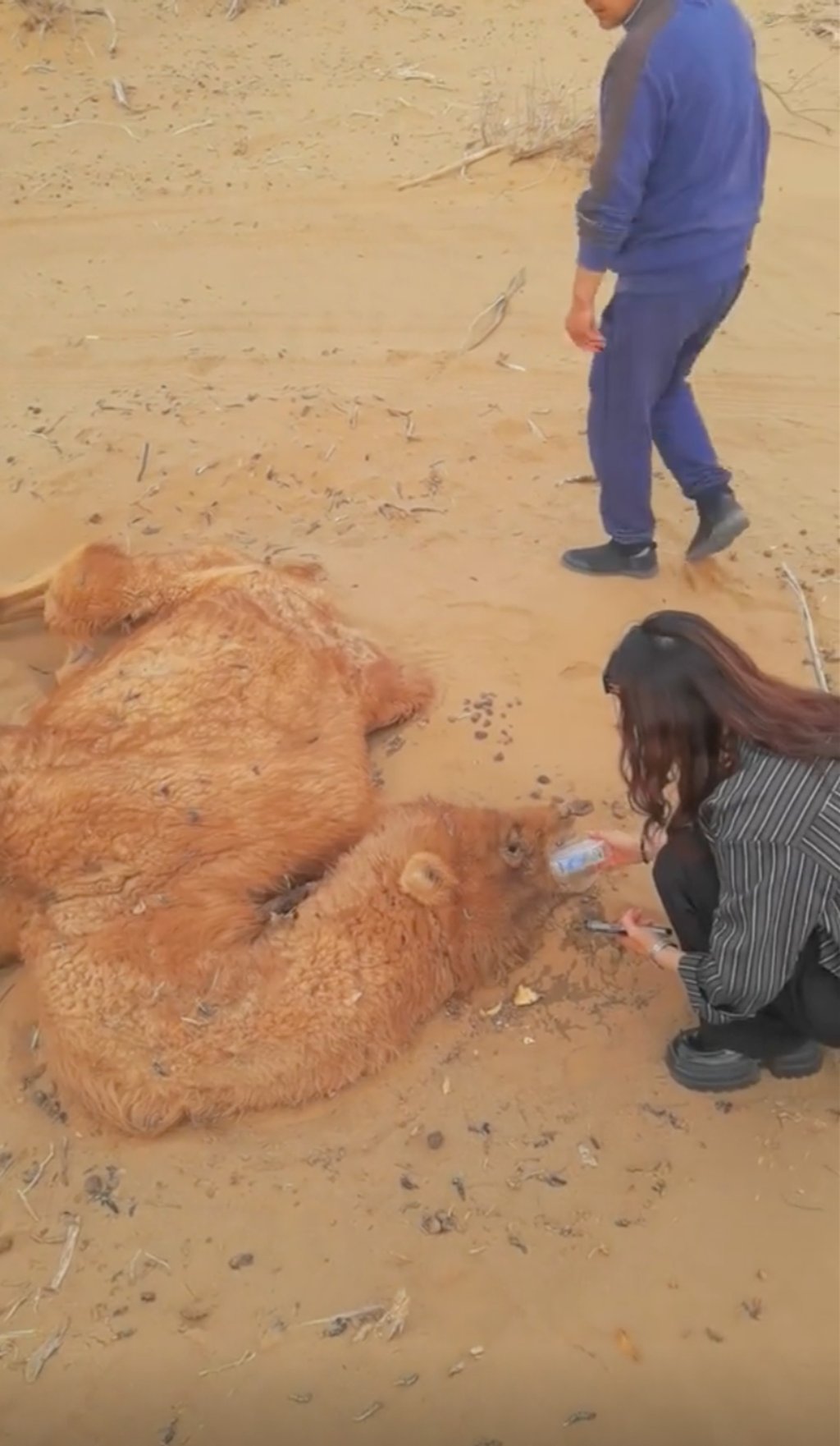 A video posted online shows Haier helping the collapsed camel by giving it water. Photo: Douyin
