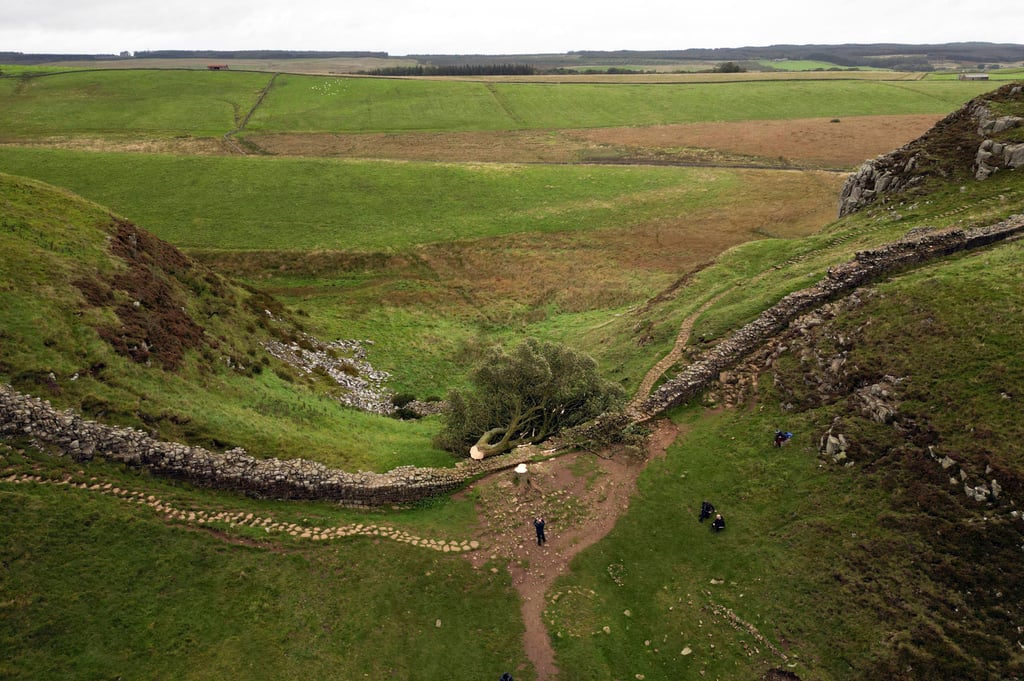 The felled Sycamore Gap tree is seen on Hadrian’s Wall in Northumberland on September 29, 2023. Photo: PA via AP