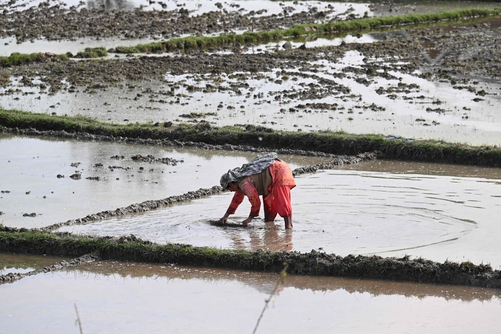A farmer works in a paddy field in Anantnag district, south of Srinagar, on May 6. Agriculture accounts for 16 per cent of India’s gross domestic product. Photo: AFP