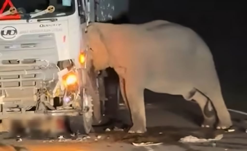 A still from a social-media video shows the mother elephant trying to free her calf after it was hit by a truck on Malaysia’s East-West Highway on Sunday. Photo: Facebook
