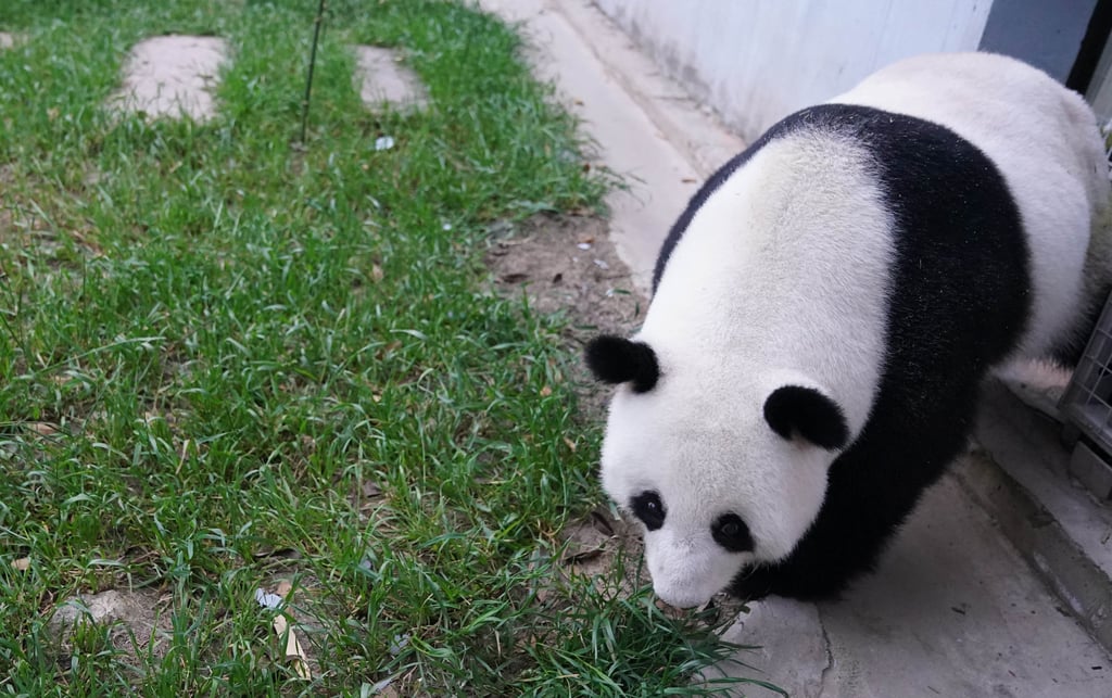 Giant panda Feng Yi enters a quarantine lair at the China Conservation and Research Centre for the Giant Panda on Sunday after leaving Malaysia. Photo: Xinhua