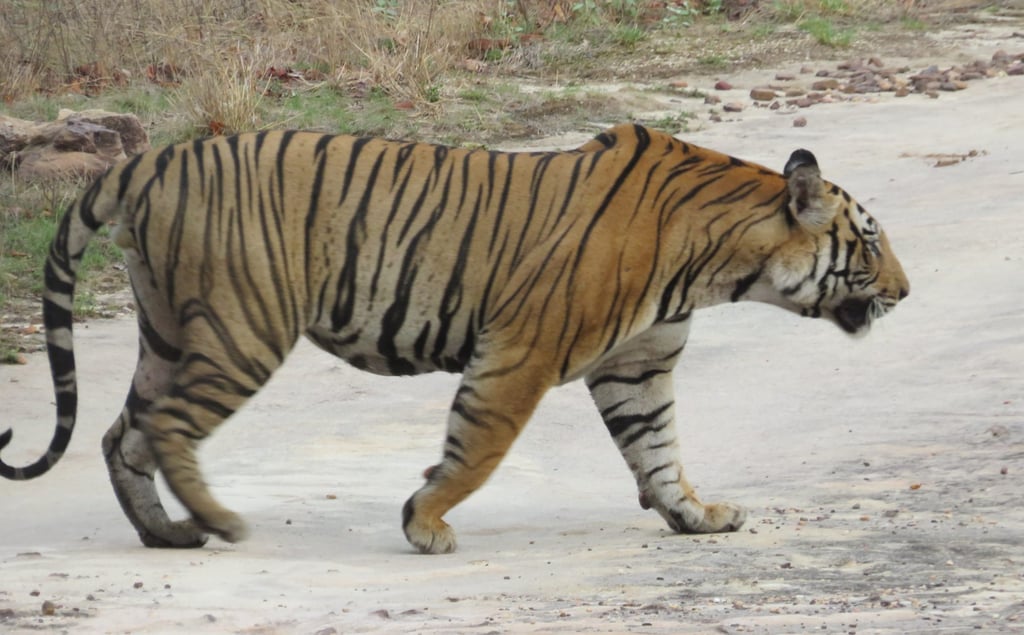 A Royal Bengal tiger in Bandhavgarh National Park, India. Photo: Tamara Hinson