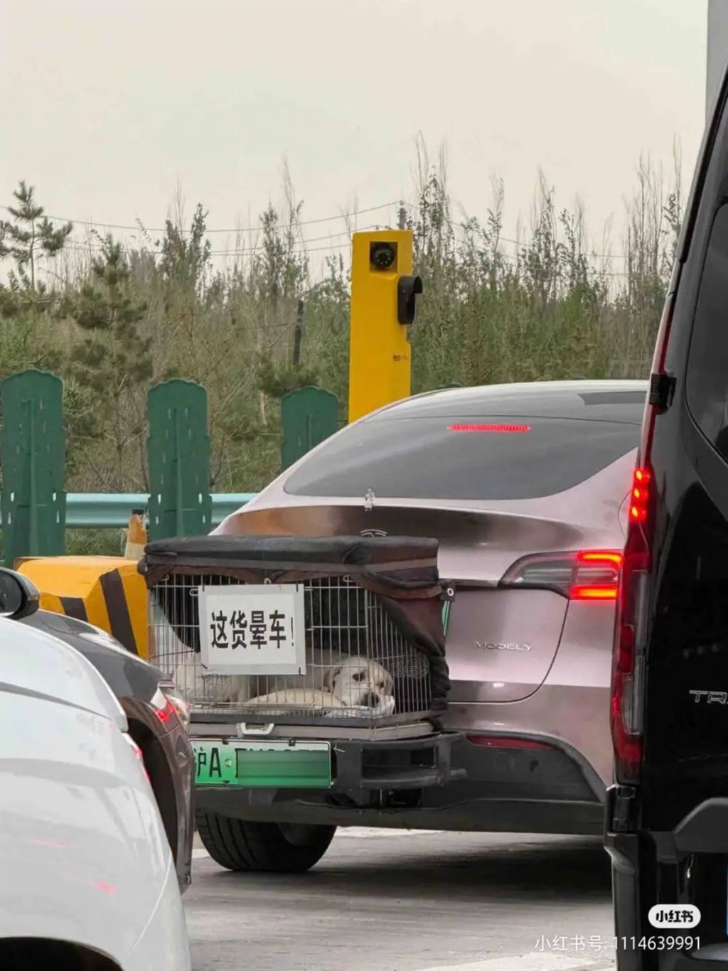 To solve Mimi’s carsick problem, Hao commissioned a custom cage, which he securely mounted to the back of his Tesla and found that the dog was significantly more comfortable travelling in the fresh air. Photo: Baidu