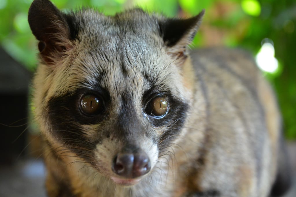 Civet cats are a valuable asset in Vietnam because of their use in the production of coffee. Photo: Shutterstock
