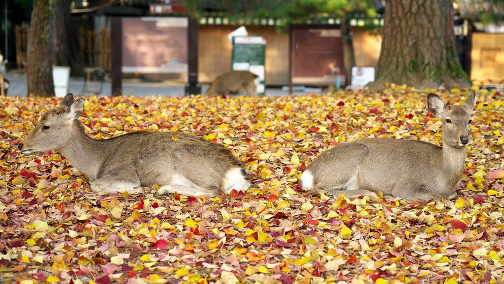 About 1,400 deer live within the 502 hectares of Nara Park. Photo: Getty Images