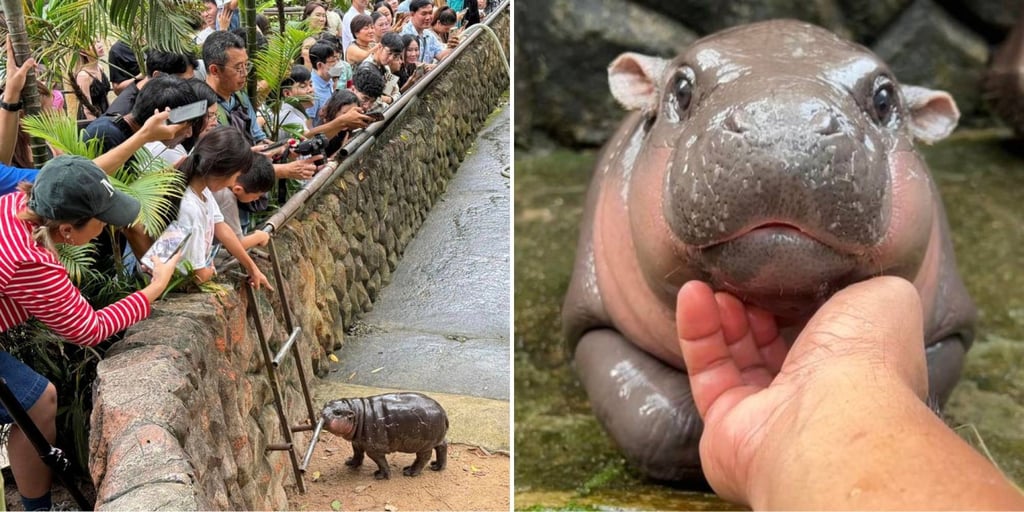 Moo Deng has gained international fame, with media coverage attracting over 2 million followers combined, while long lines of enthusiastic visitors gather outside her enclosure each day. Photo: Facebook/Khao Kheow Open Zoo