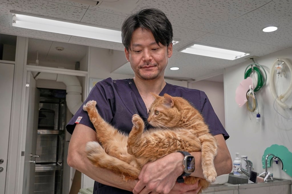A veterinary surgeon holds a bobtail cat at his practice in Tokyo. Veterinarians have been advised on what to look out for in infected animals and the precautions they should take to avoid being bitten by a tick. Photo: AP
