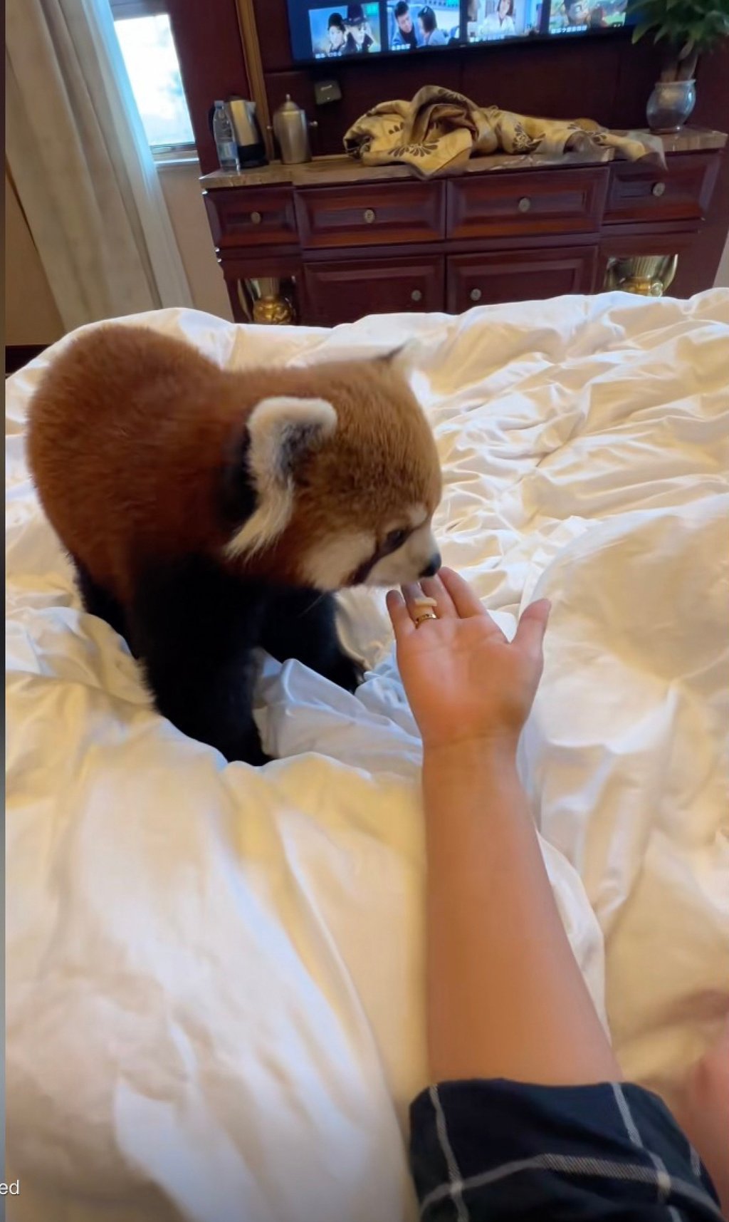 In the footage, the animal playfully climbs onto beds and desks in hotel rooms, where guests are encouraged to pet and feed it. Photo: Douyin