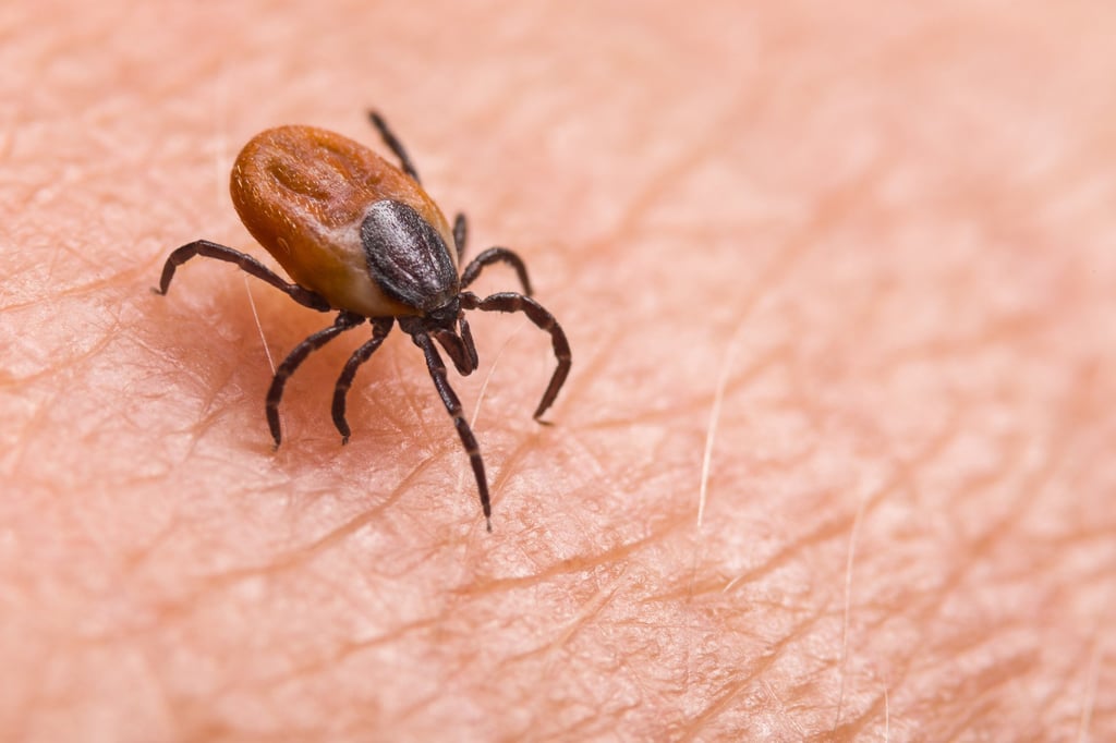 A vet developed symptoms of the tick-borne SFTS virus after treating a cat at his practice in Japan’s Mie prefecture in May. Photo: Shutterstock