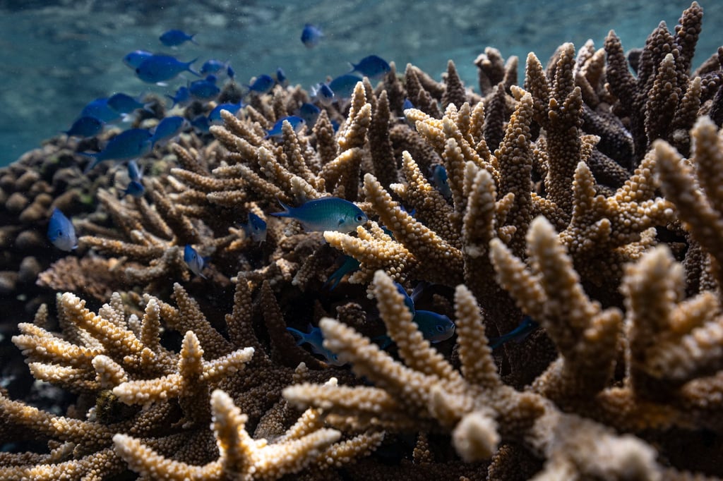 A coral reef in Teahupo’o, Tahiti. French Polynesia aims to protect more than 1 million sq km of its waters. Photo: Reuters