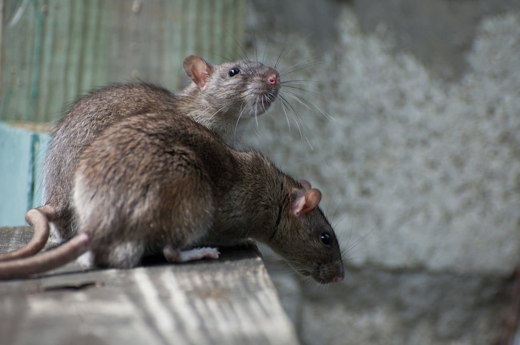 The hantavirus pulmonary syndrome was in the news recently following the death of Hollywood actor Gene Hackman and his wife Betsy Arakawa in Februay. Photo: Shutterstock