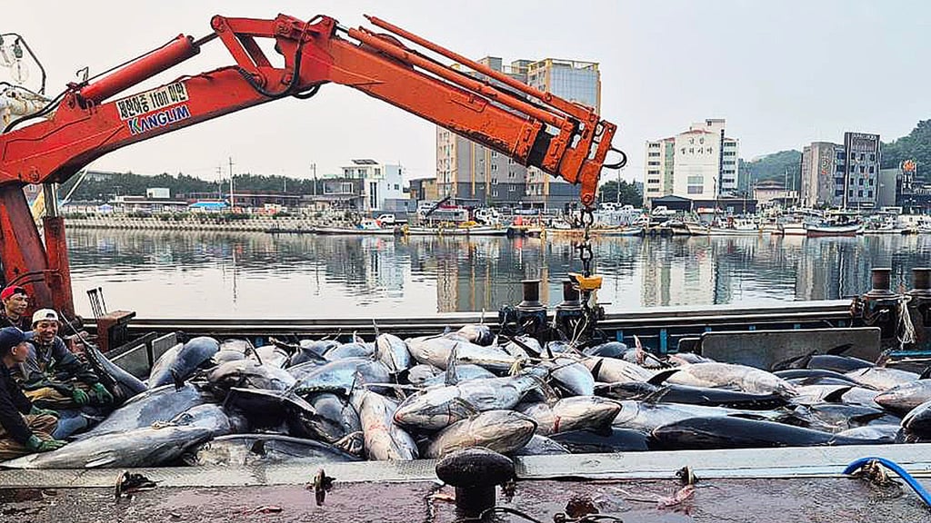 Some 1,300 giant bluefin tuna were caught off the coast of Yeongdeok County, North Gyeongsang, South Korea on Tuesday morning. Photo: Yeongdeok county