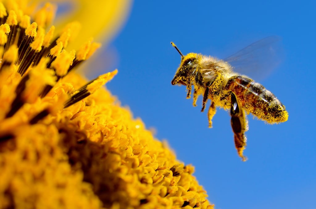 A bee flies over a sunflower, pollinates and collects honey. Photo: Shutterstock