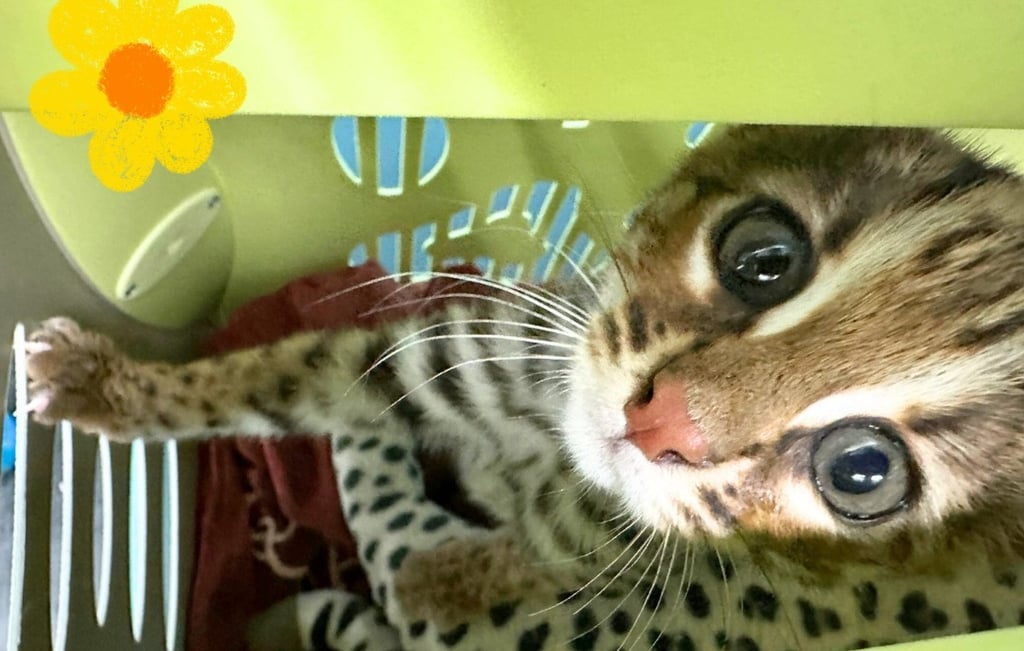 The felines are known for their large eyes, leopard prints and white patches behind their ears. Photo: Handout