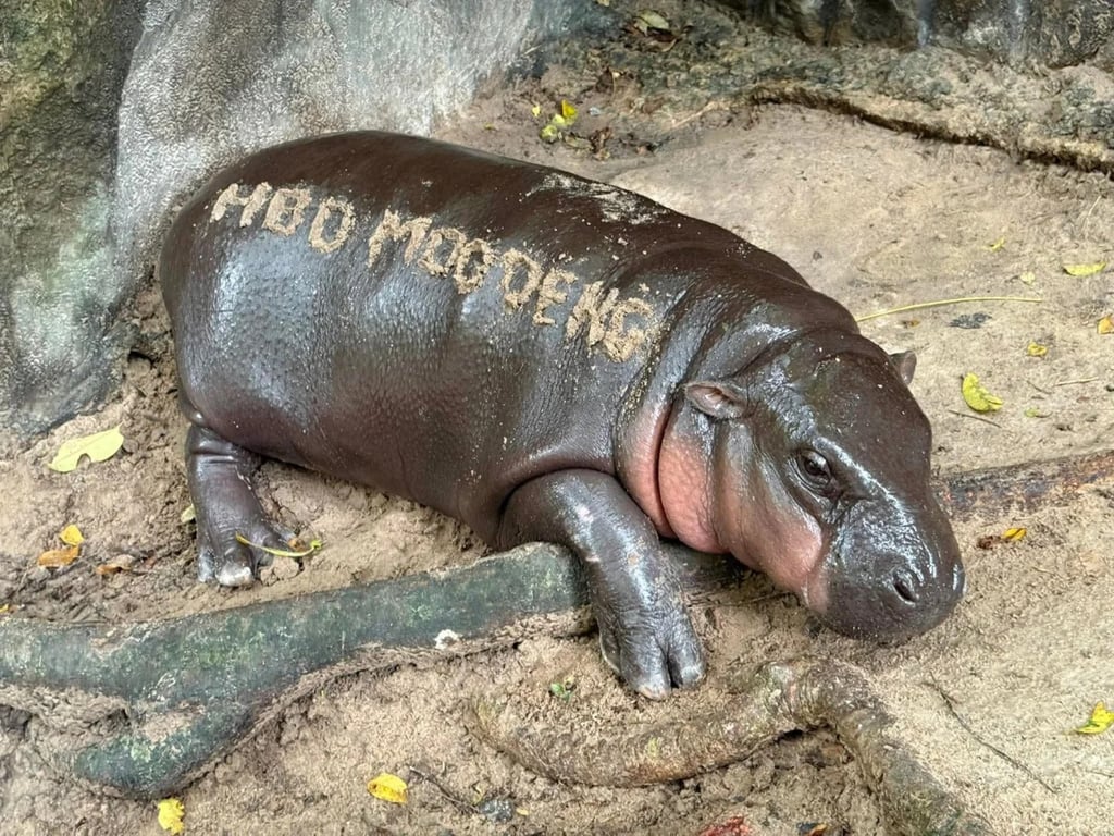 In honour of Moo Deng’s special day, the zoo prepared an impressive 20-kg cake, crafted from her favourite tropical fruits, which was shared with her 26-year-old mother, Jona. Photo: Instagram/@immoodeng
