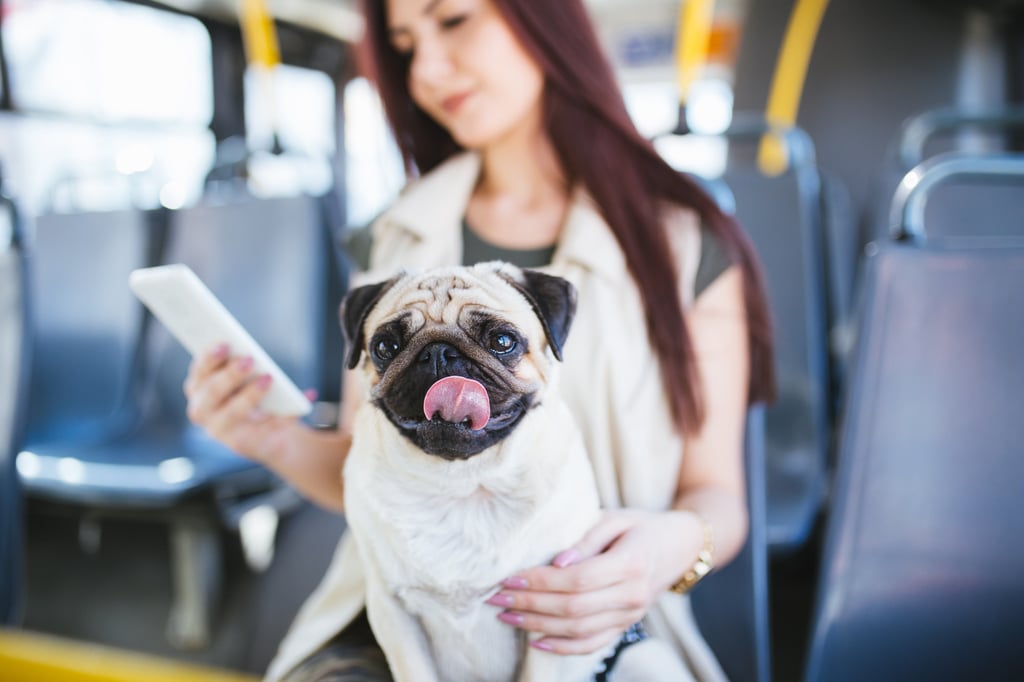 Shanghai is tapping into the pet economy by letting pet owners take their animals on some buses. Photo: Shutterstock