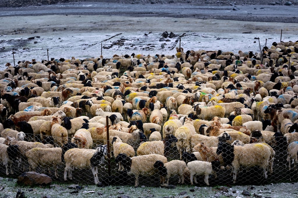 Traditional beliefs hold that cooked sheep placenta is a “tonic” able to treat a number of ailments. Photo: Shutterstock