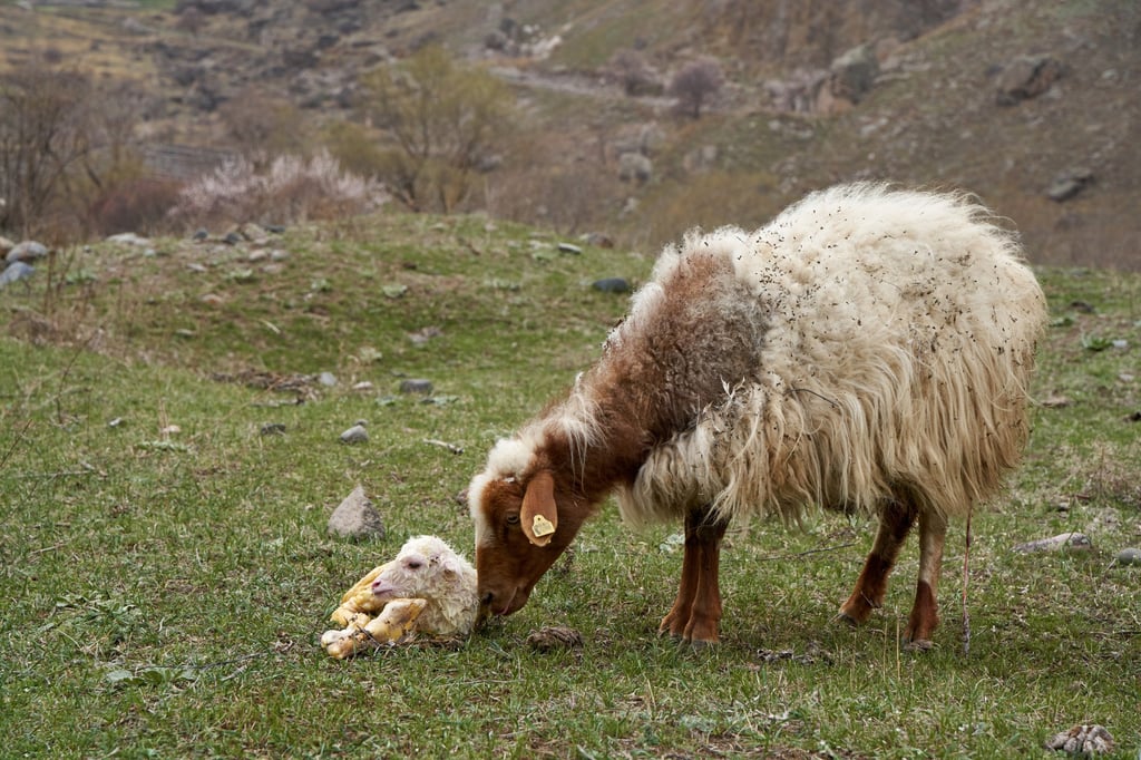 One of the victims suffered serious weight loss and fevers after eating the sheep placenta “dish”. Photo: Shutterstock