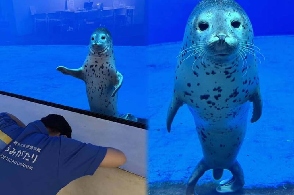 Baby seal Futaba has attracted millions of views online thanks to her reaction to the aquarist’s apology. Photo: X/@_umigatari